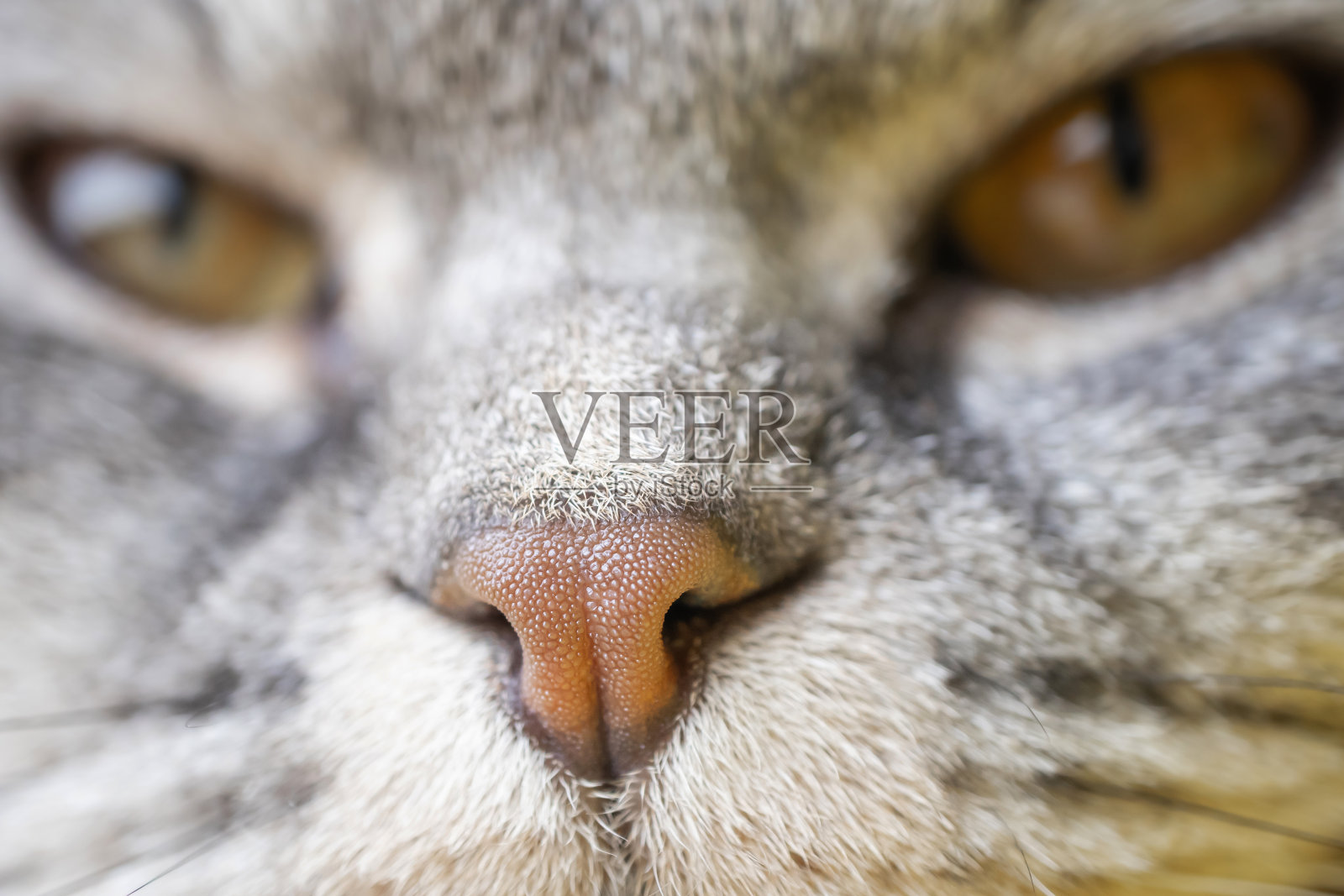 美丽的可爱的猫照片摄影图片