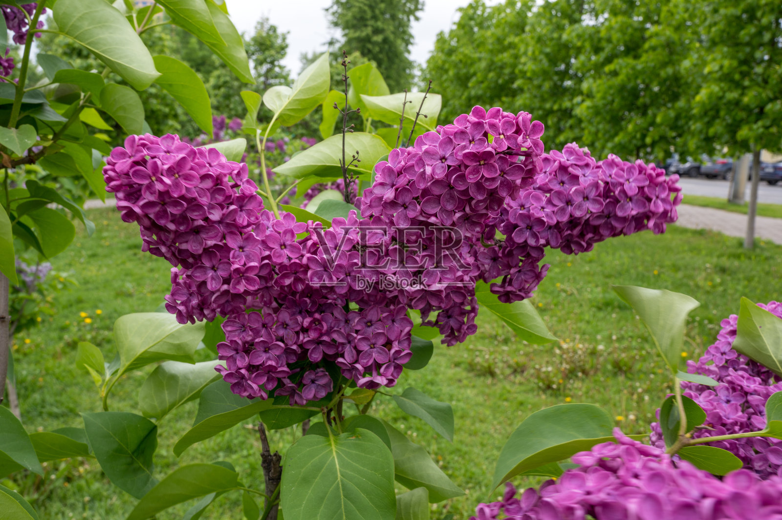 花淡紫色照片摄影图片