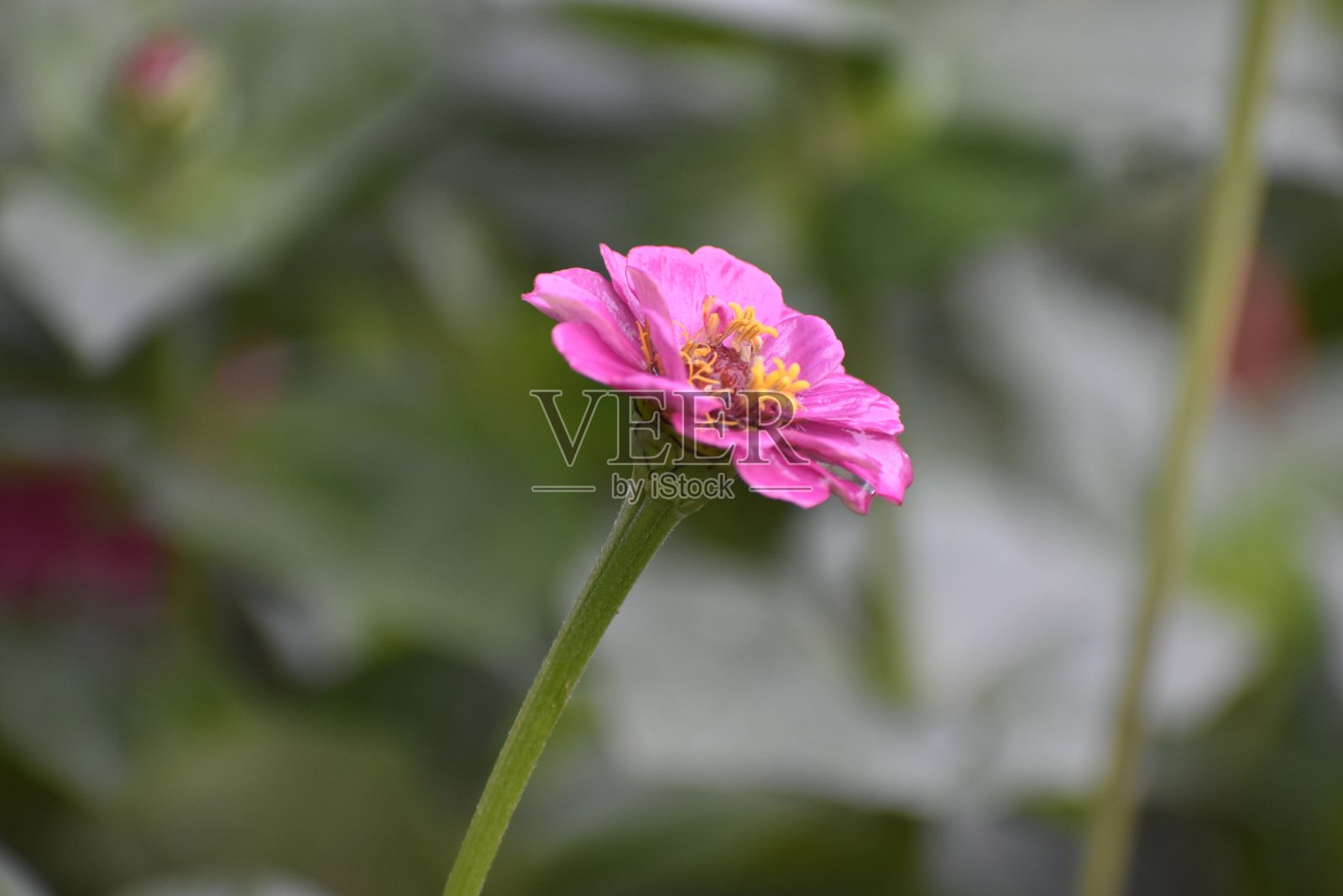 美丽的花朵特写照片。照片摄影图片