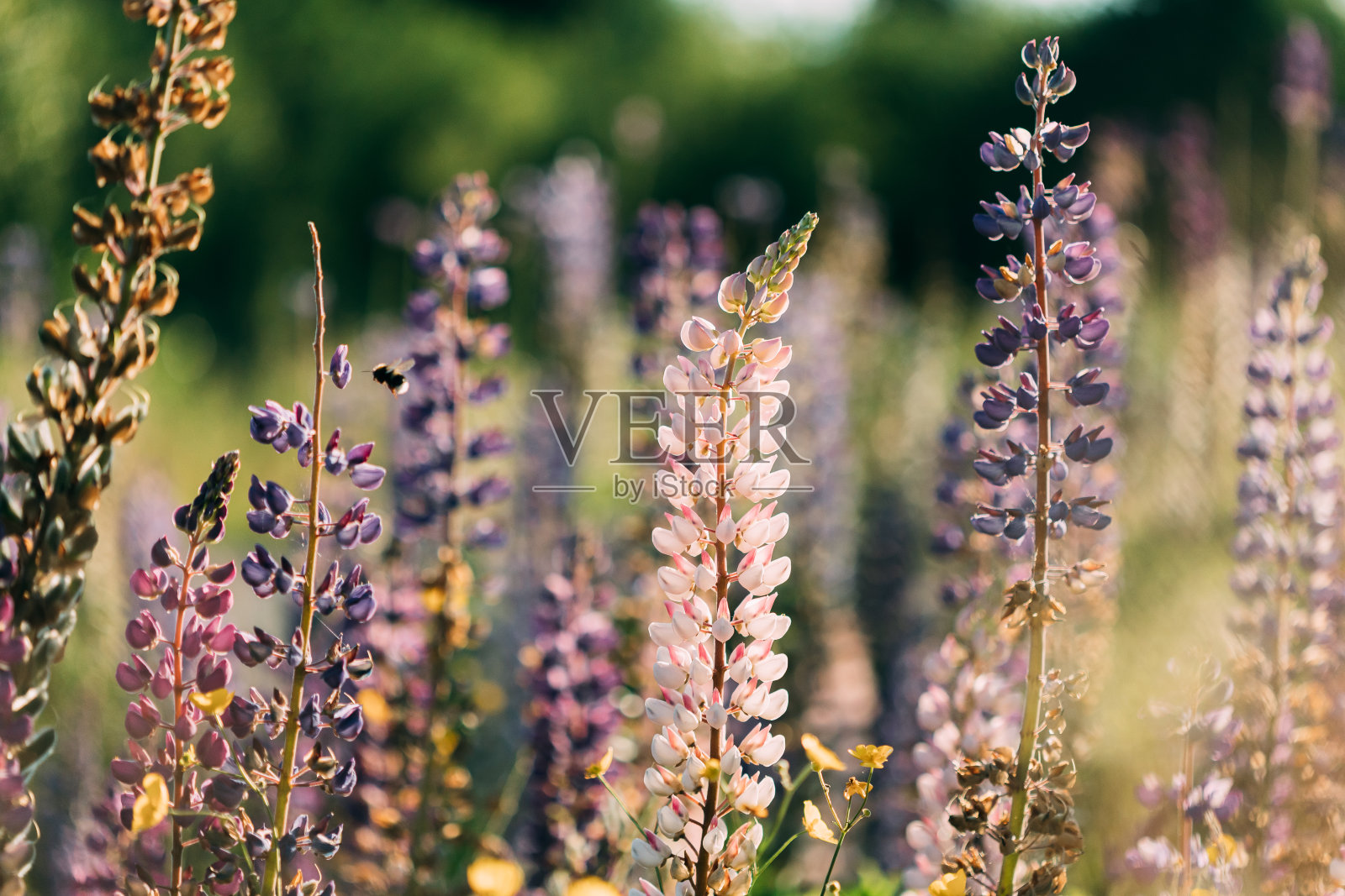 日落日出时，在夏季田野草地上的野羽扇豆灌木。Lupinus，俗称羽扇豆或羽扇豆，是豆科植物中开花植物的一个属照片摄影图片