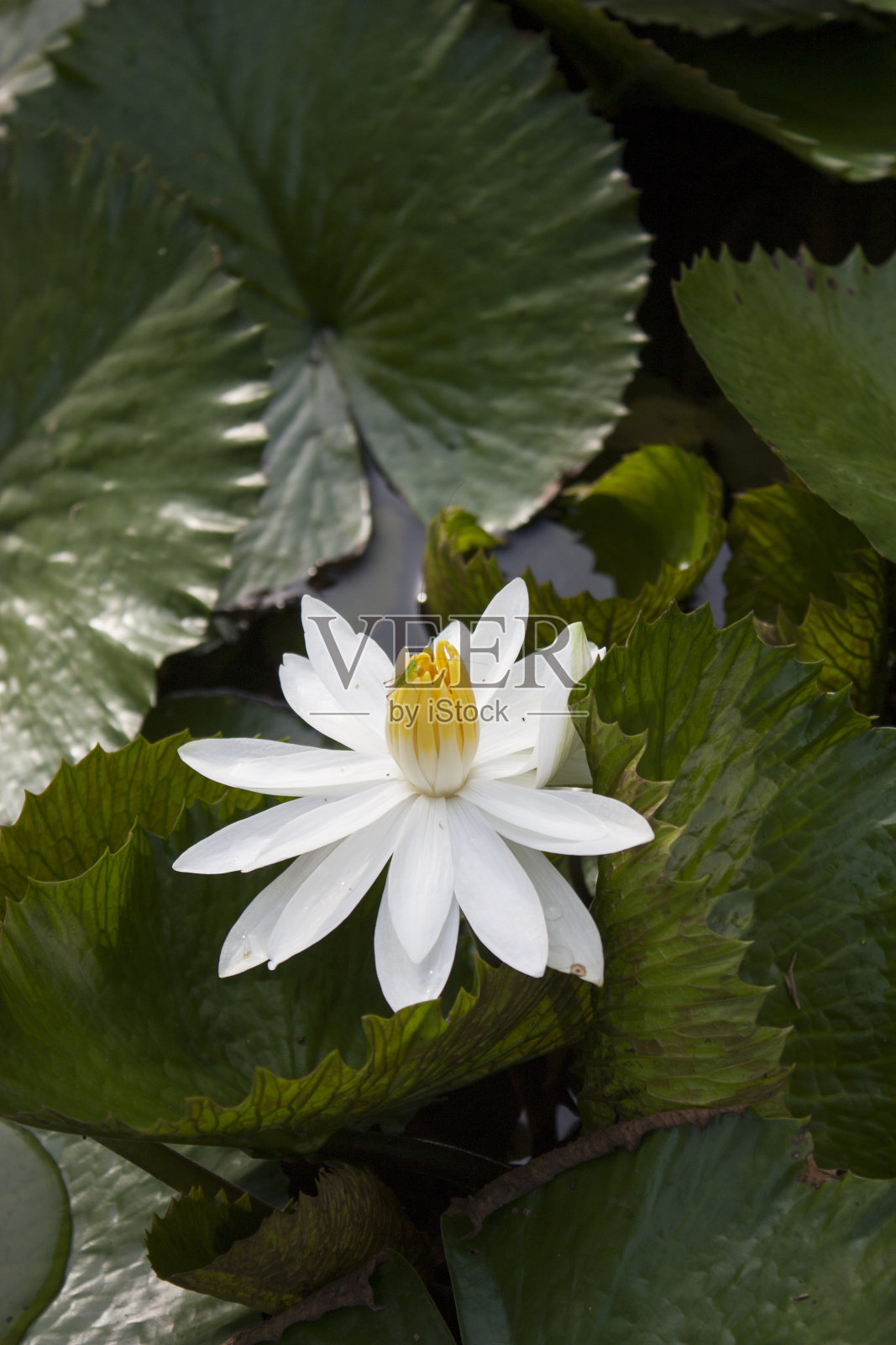 白莲花-库存照片照片摄影图片