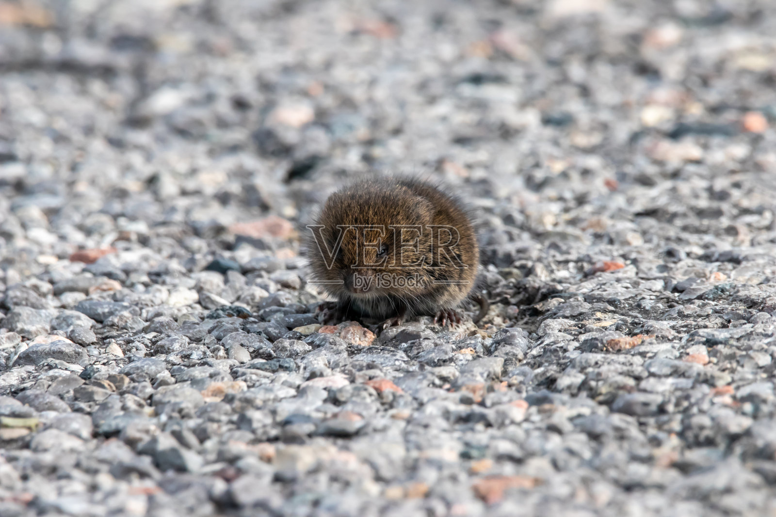伍德兰·沃勒照片摄影图片