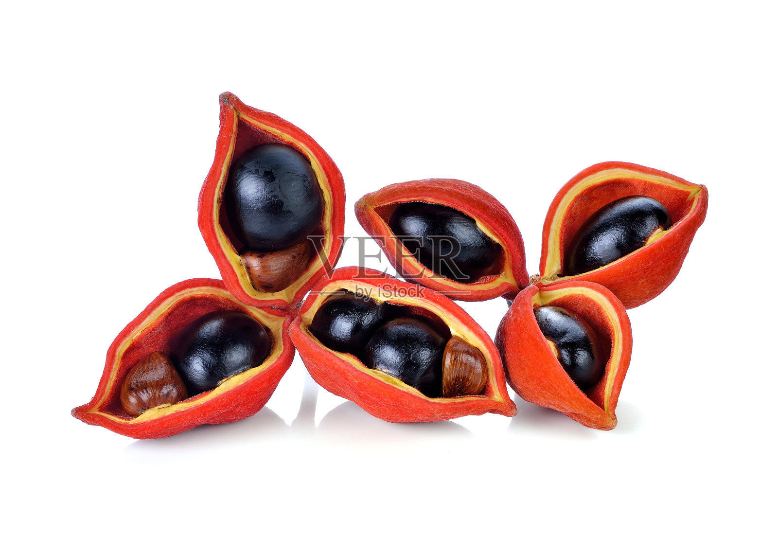 板栗(Sterculia monosperma)，白色背景。照片摄影图片