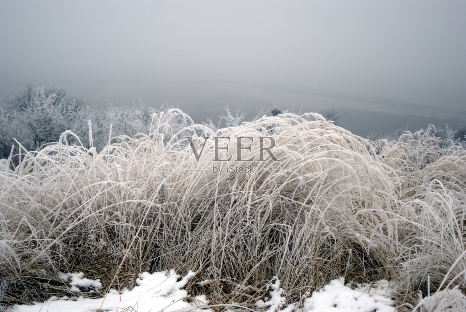 在一个寒冷的冬天的早晨，绿草的叶子上凝结着白霜照片摄影图片