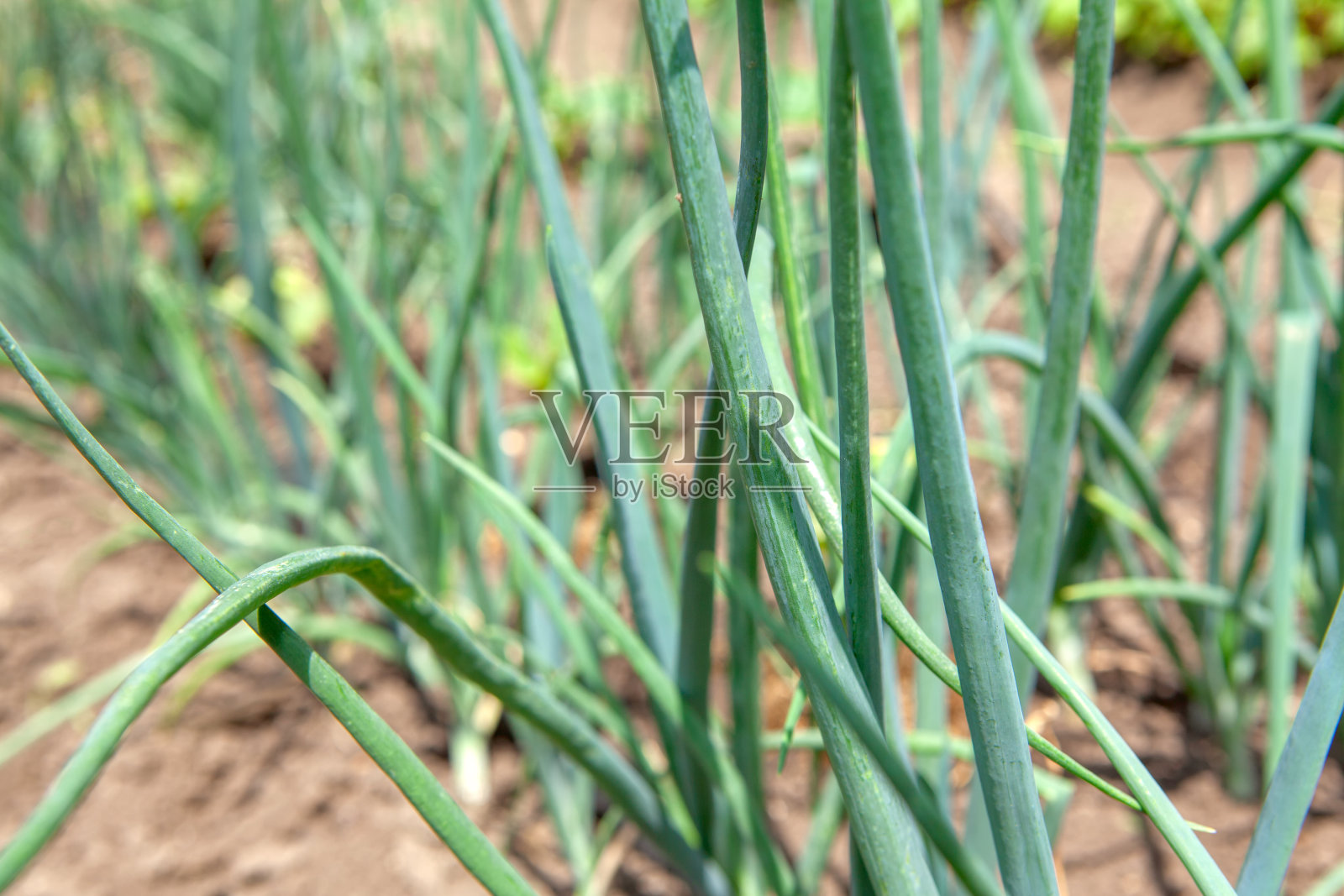 洋葱的尾巴照片摄影图片