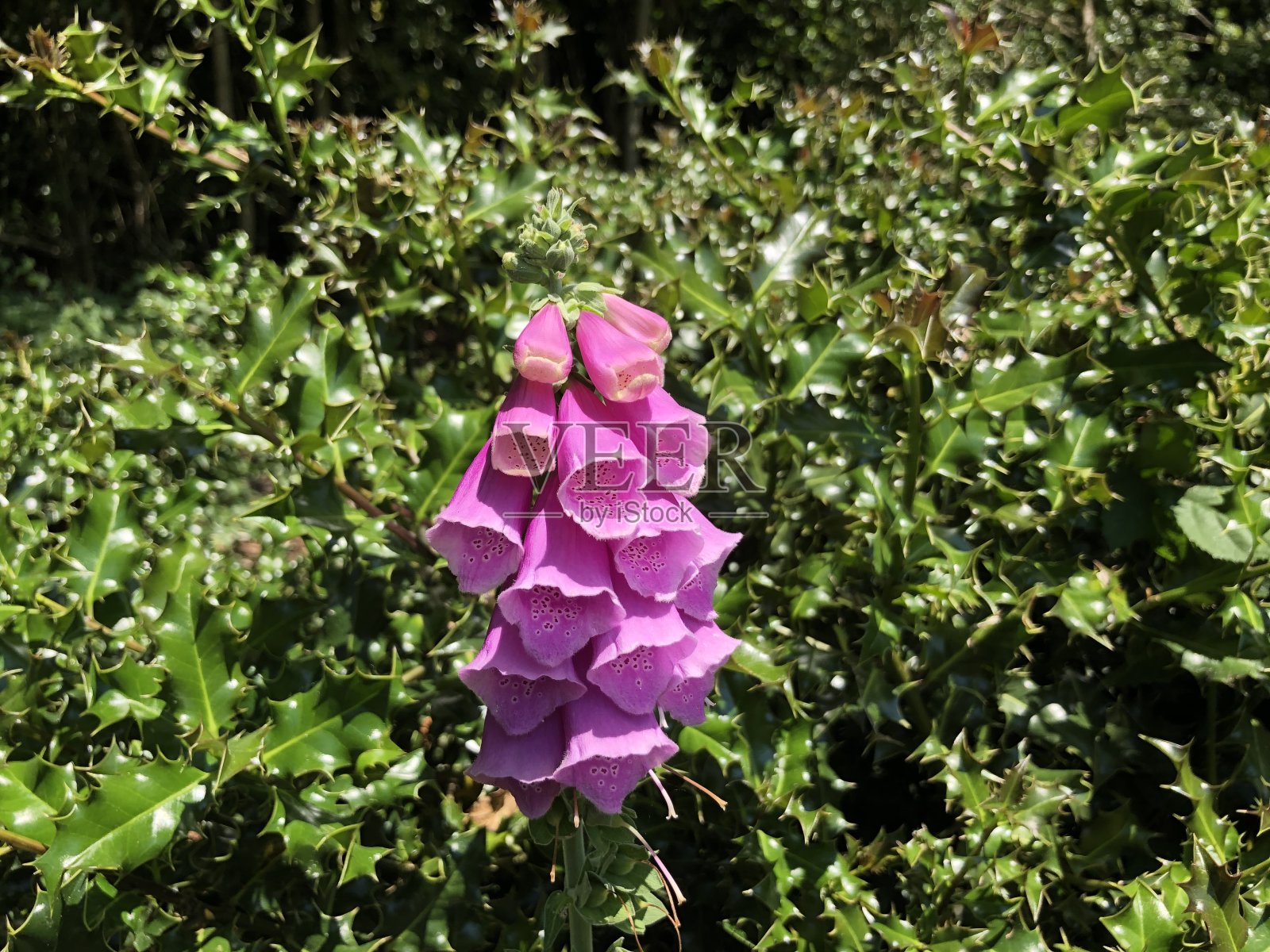 冬青灌木丛前的一束毛地黄照片摄影图片