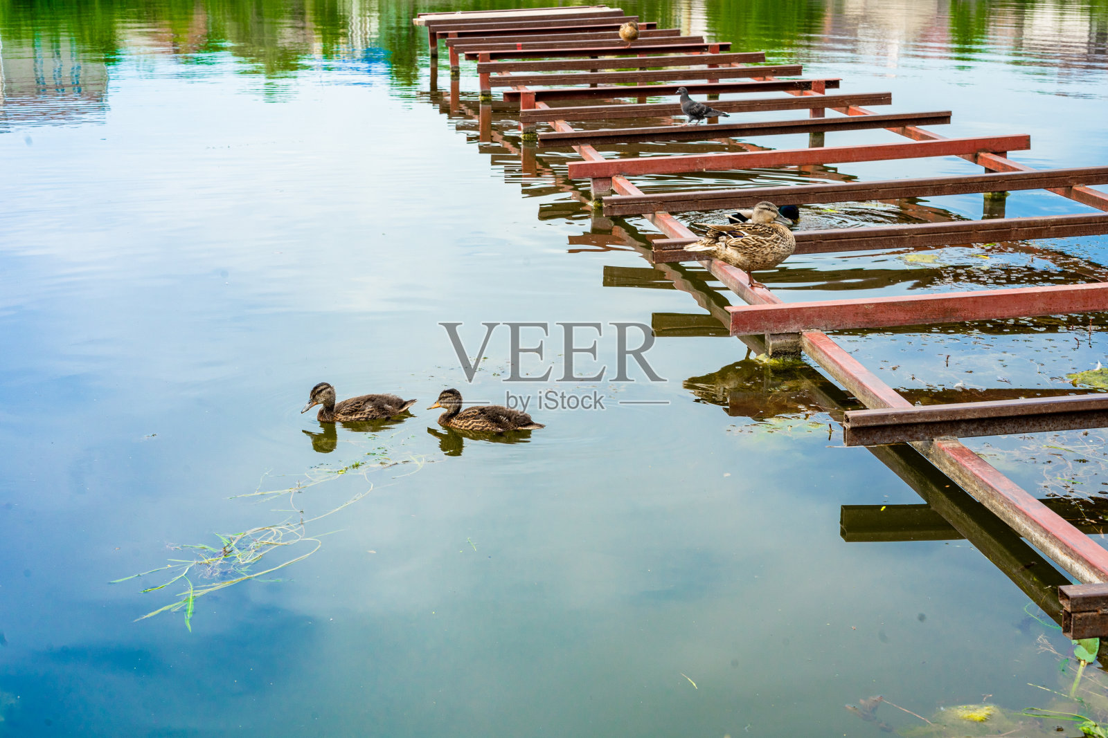 鸭子一家漂浮在河上。野鸭和小鸭子照片摄影图片