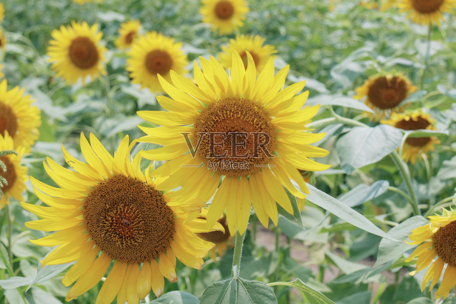 向日葵田照片摄影图片