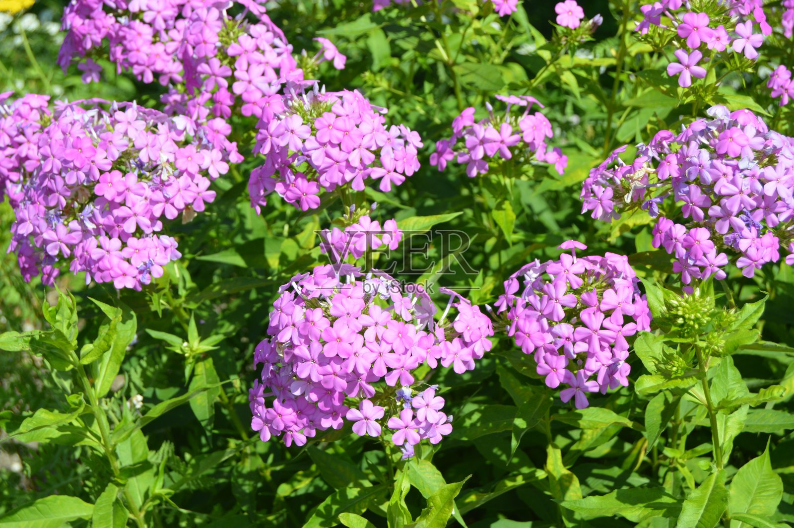 花照片摄影图片