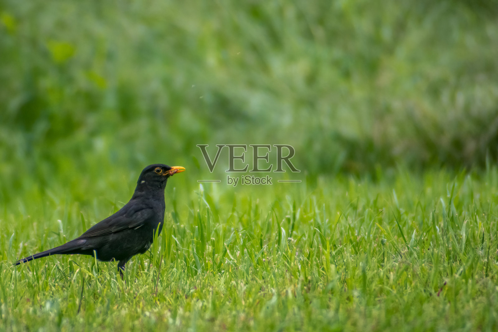 在草地上走过的雄鸟。照片摄影图片