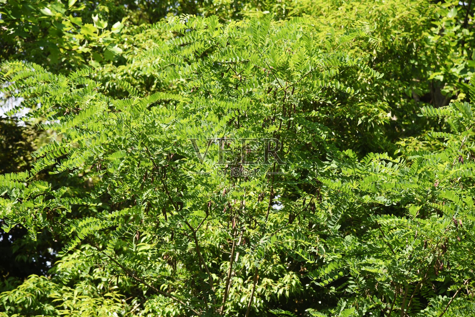 刺槐种子、豆荚和叶子。照片摄影图片