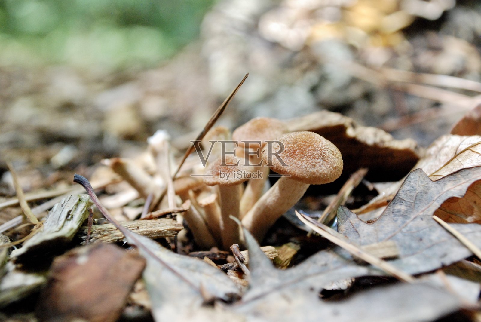 很多小蘑菇照片摄影图片
