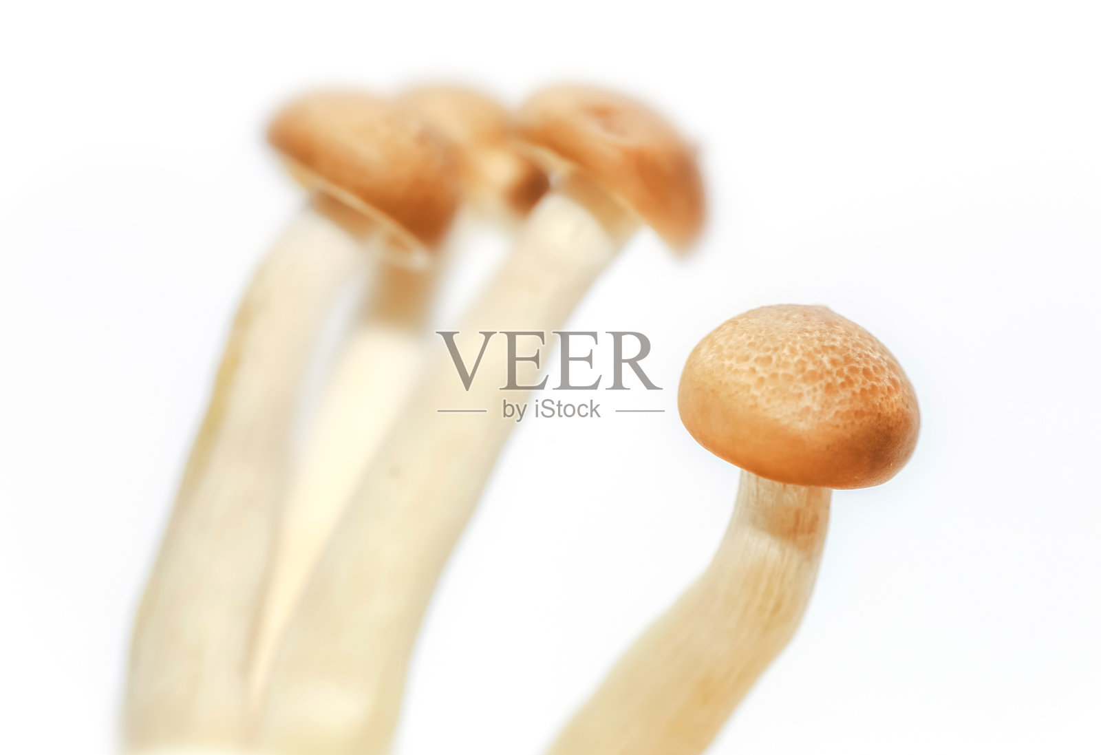 新鲜的蘑菇照片摄影图片