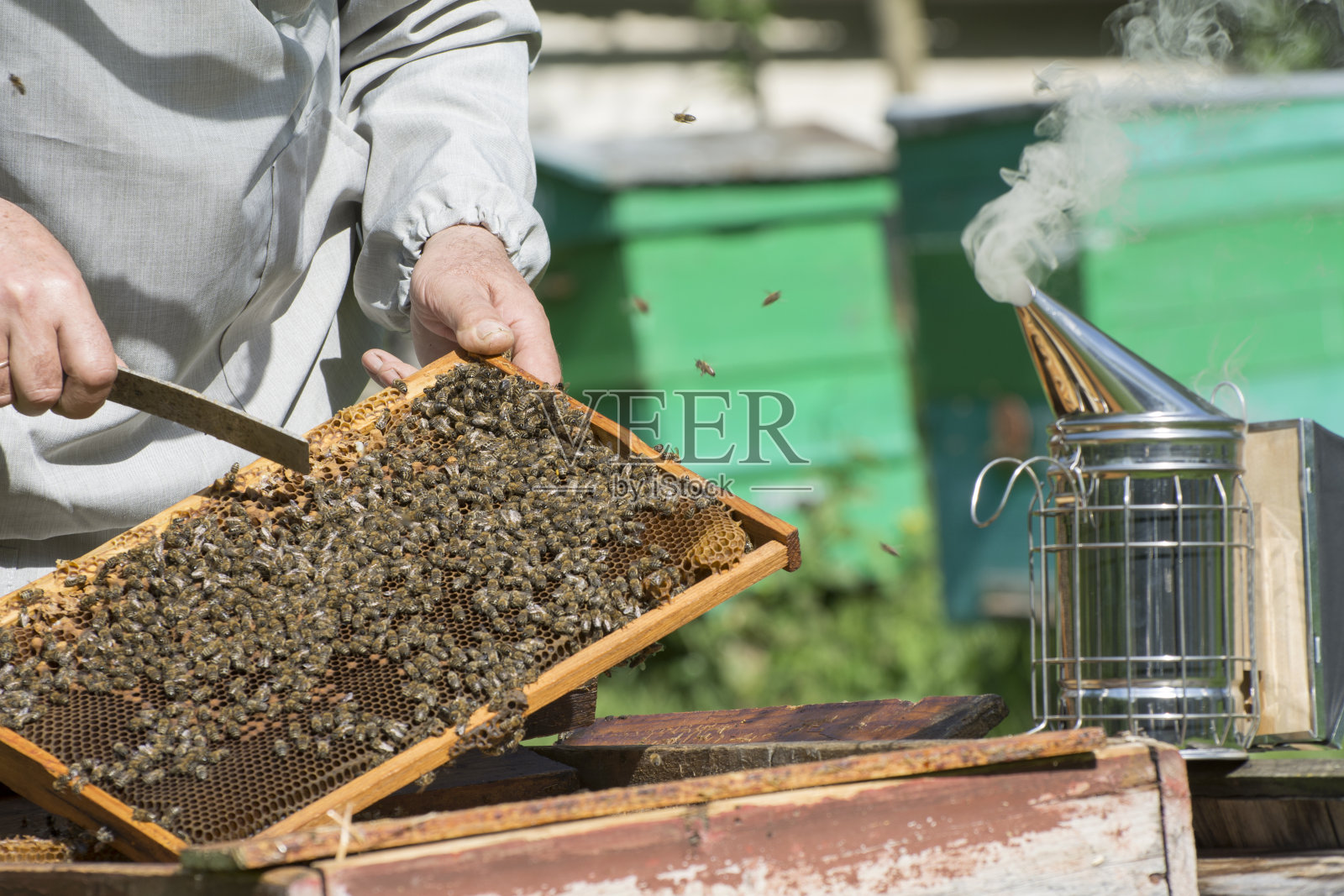 一个养蜂人在养蜂场工作。养蜂人在检查蜂房时，用烟来分散蜜蜂的注意力。照片摄影图片