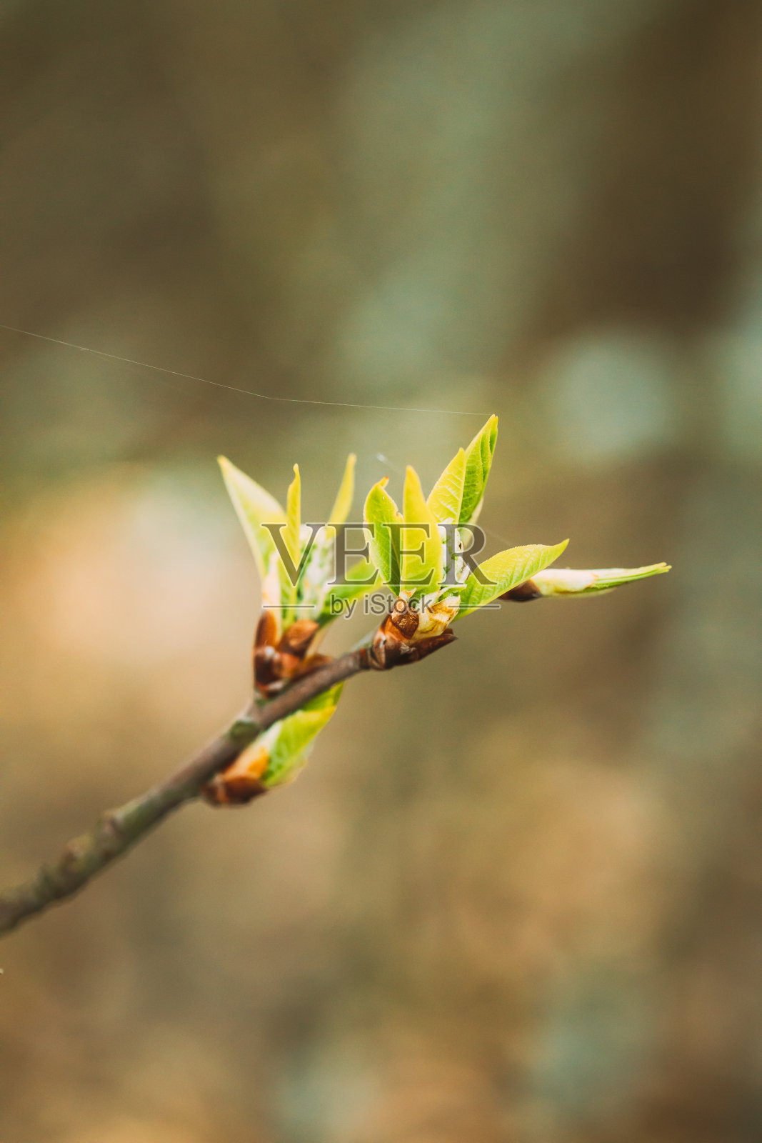 在森林灌木植物的树枝上生长的春天的嫩叶绿叶。嫩叶对博克博克自然模糊照片摄影图片