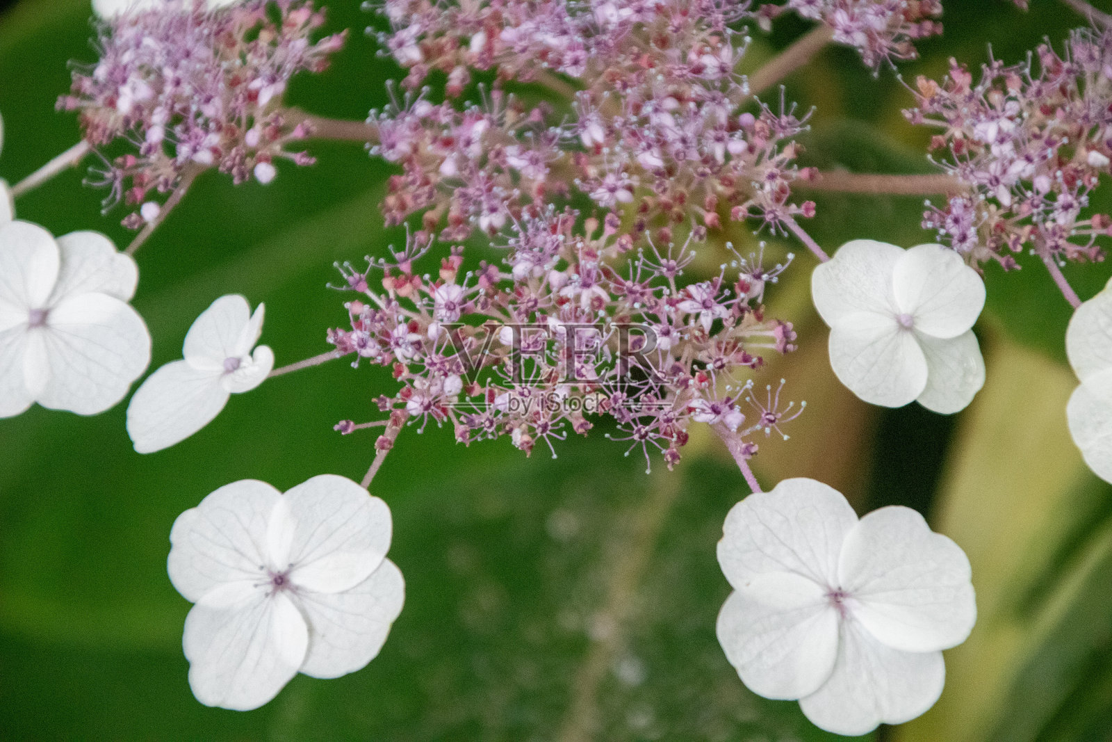德国一个公园里美丽的花照片摄影图片