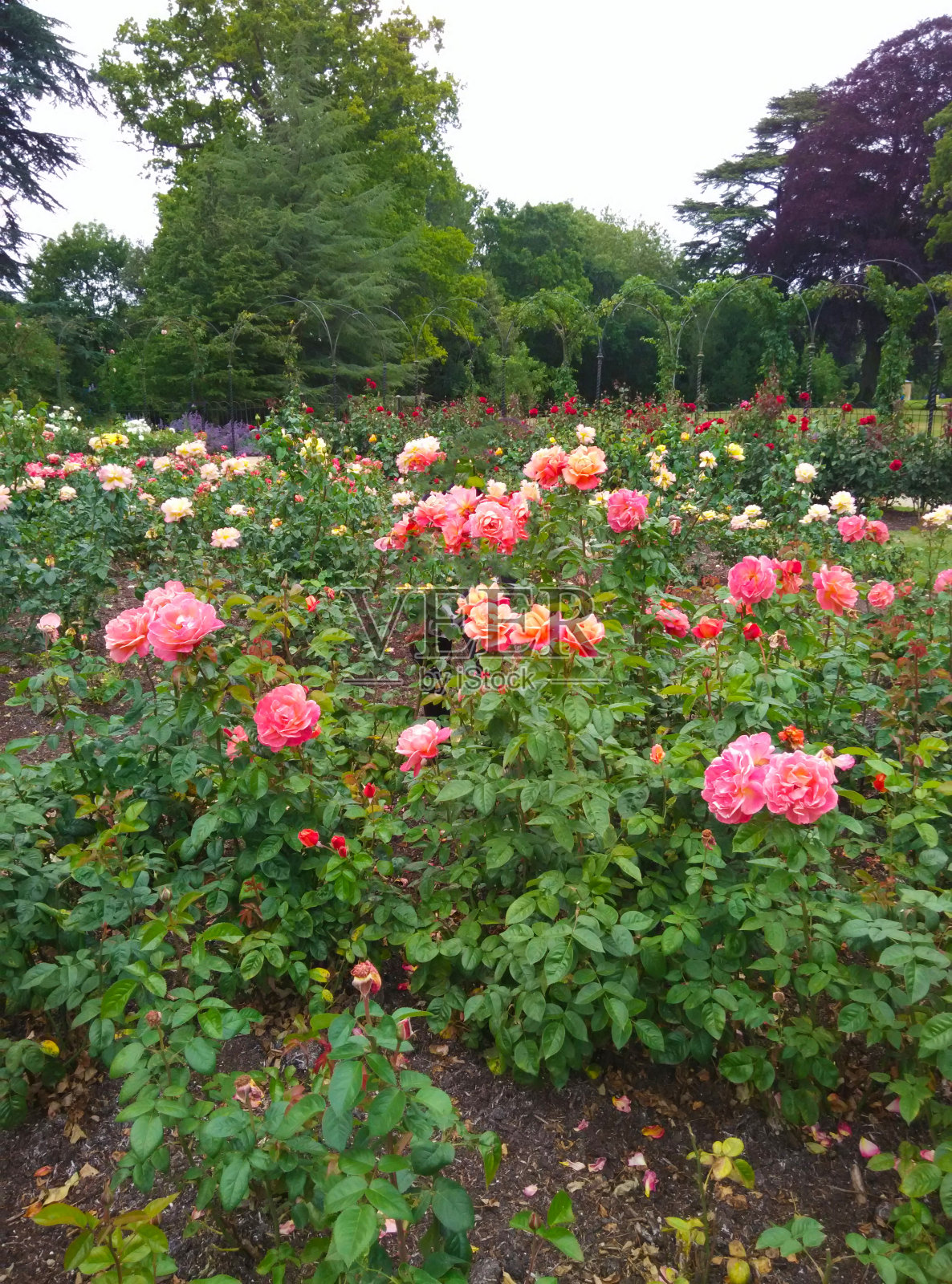 花园里的玫瑰照片摄影图片