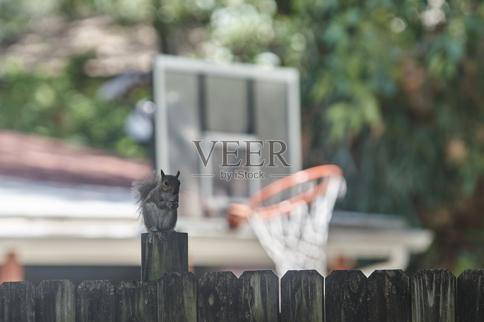 松鼠照片摄影图片