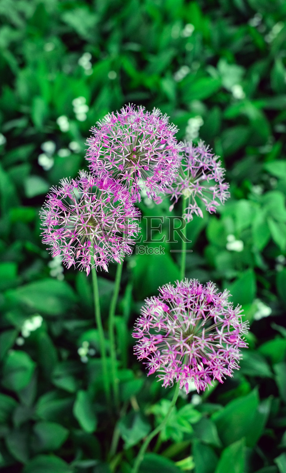 绿色花园背景上的紫色葱花照片摄影图片