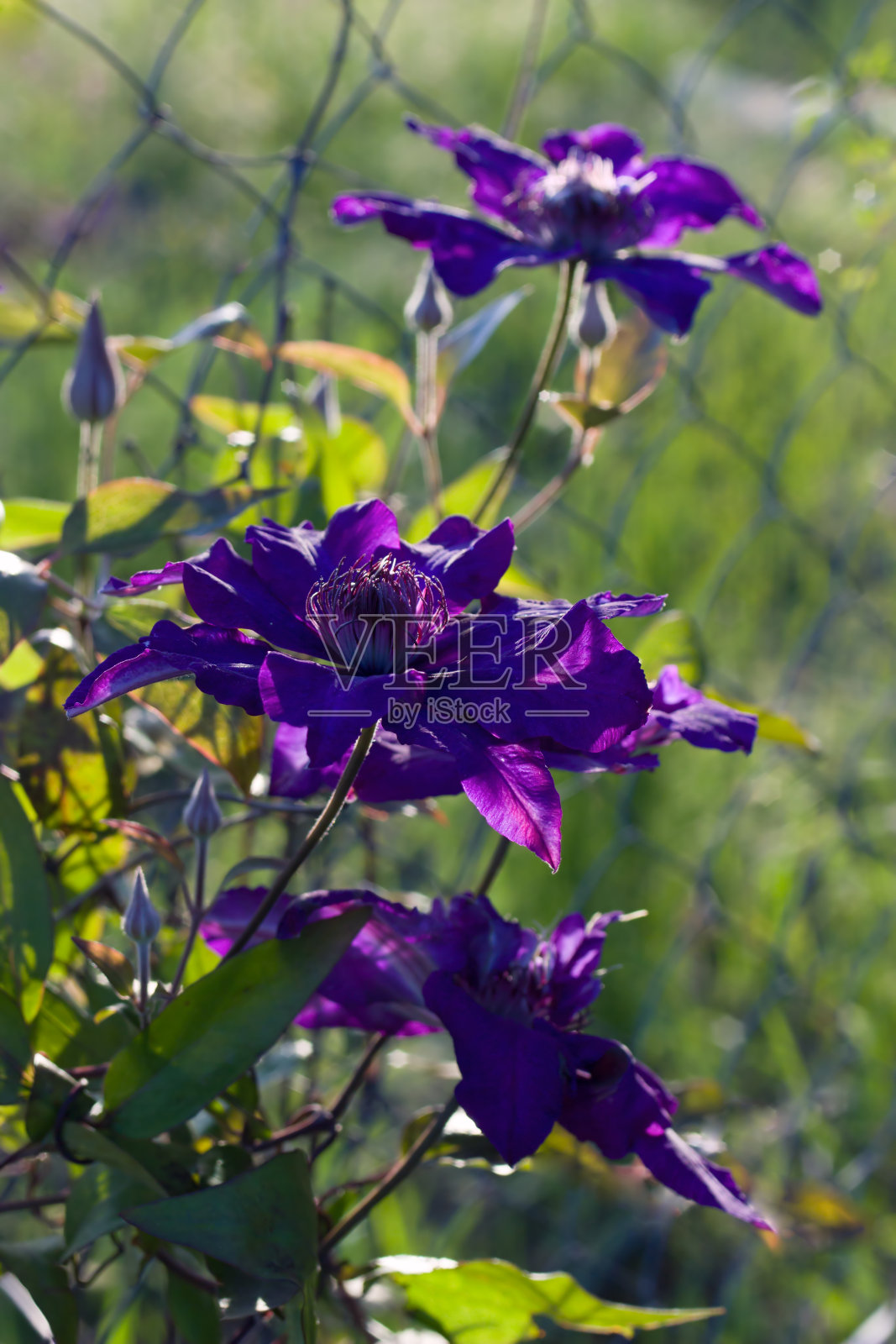 深紫色和浓郁的紫红色铁线莲“多蓝”在日落的灯光照片摄影图片