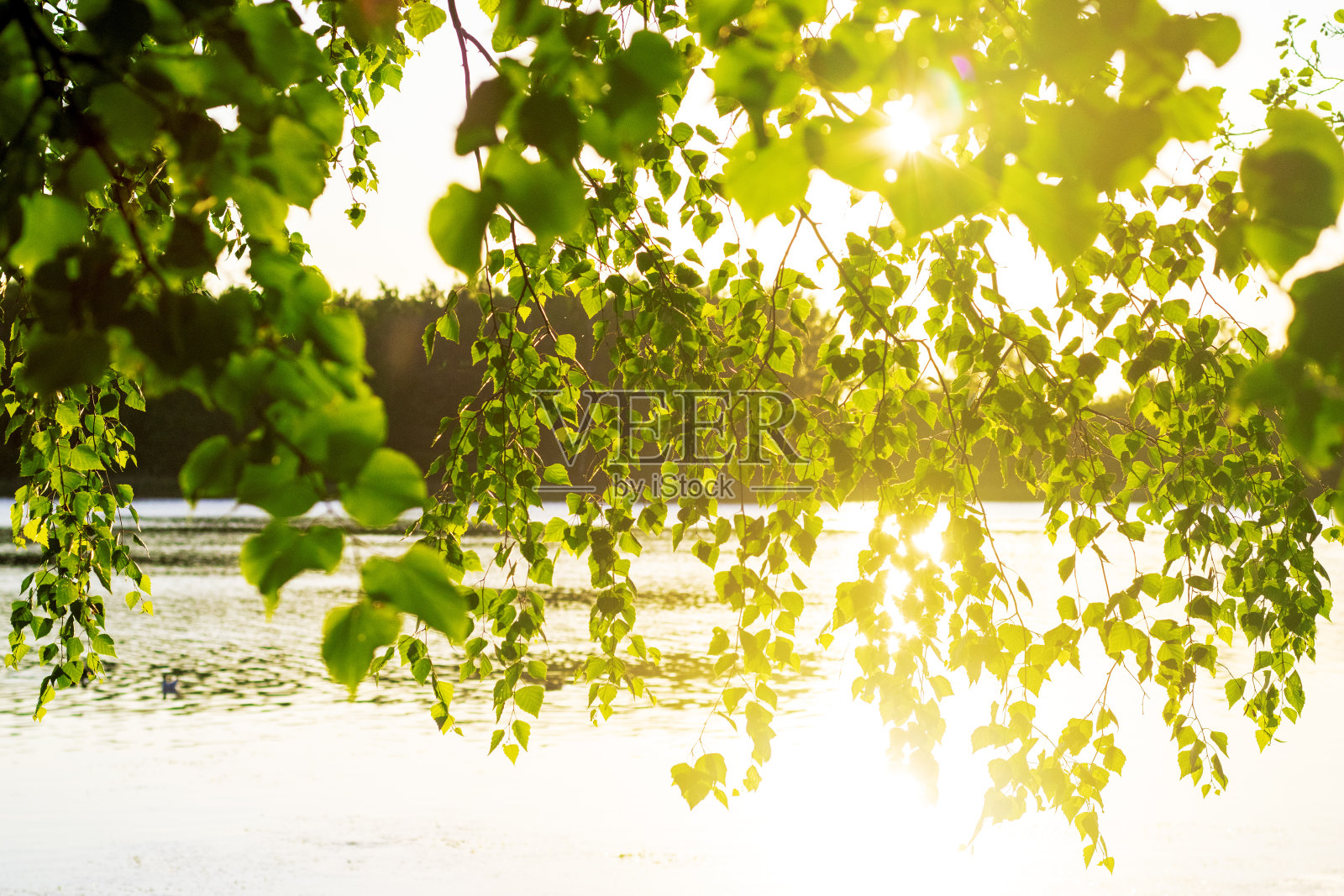 阳光透过湖边夏日的树枝照片摄影图片