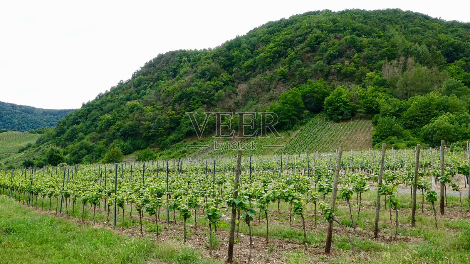 空气河的葡萄园照片摄影图片