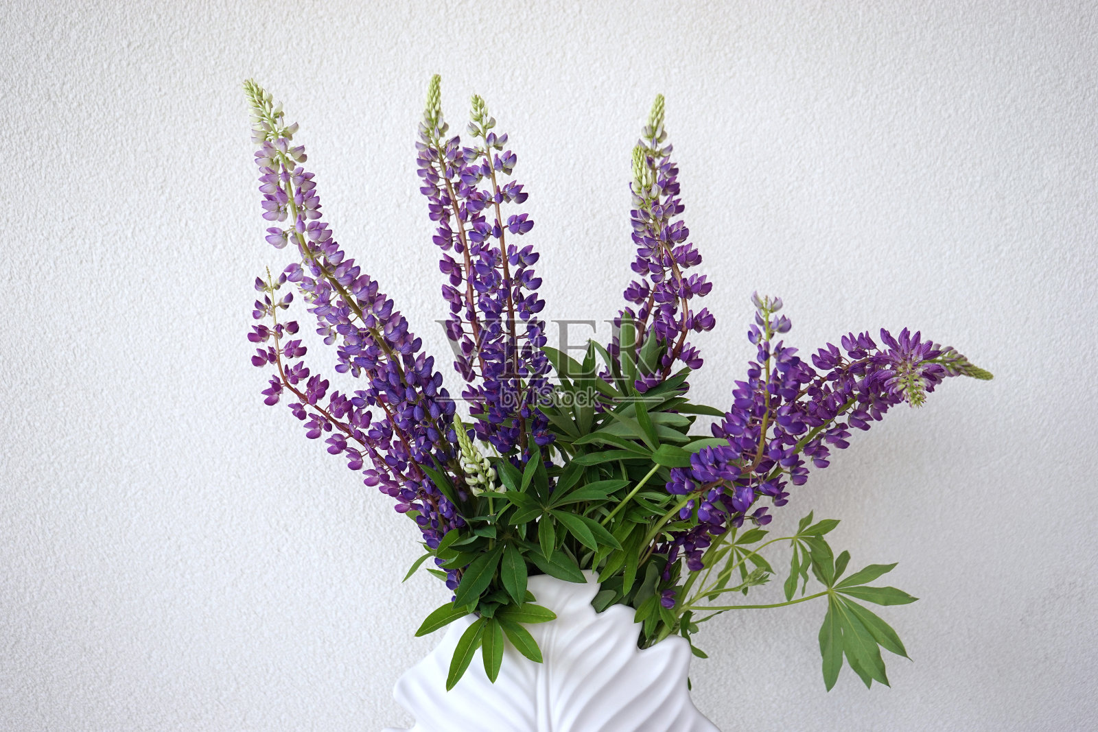 一束明亮的紫色羽扇豆伫立在一个白色花瓶在桌子上作为室内装饰照片摄影图片