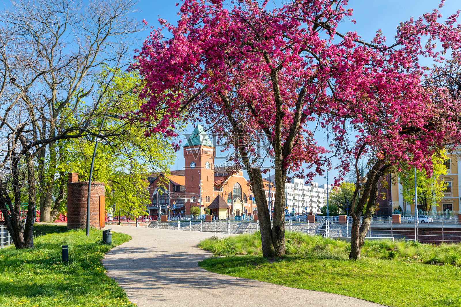 波兰弗罗茨瓦夫的春季。在Hala Torgowa市场的Daliowa岛开花的树照片摄影图片