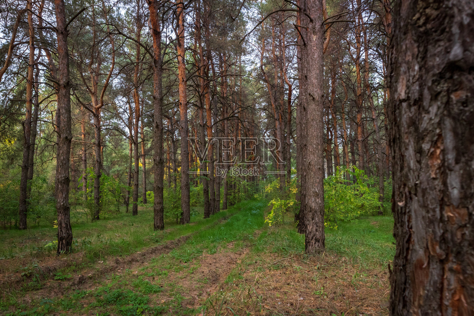松树林中的小路照片摄影图片