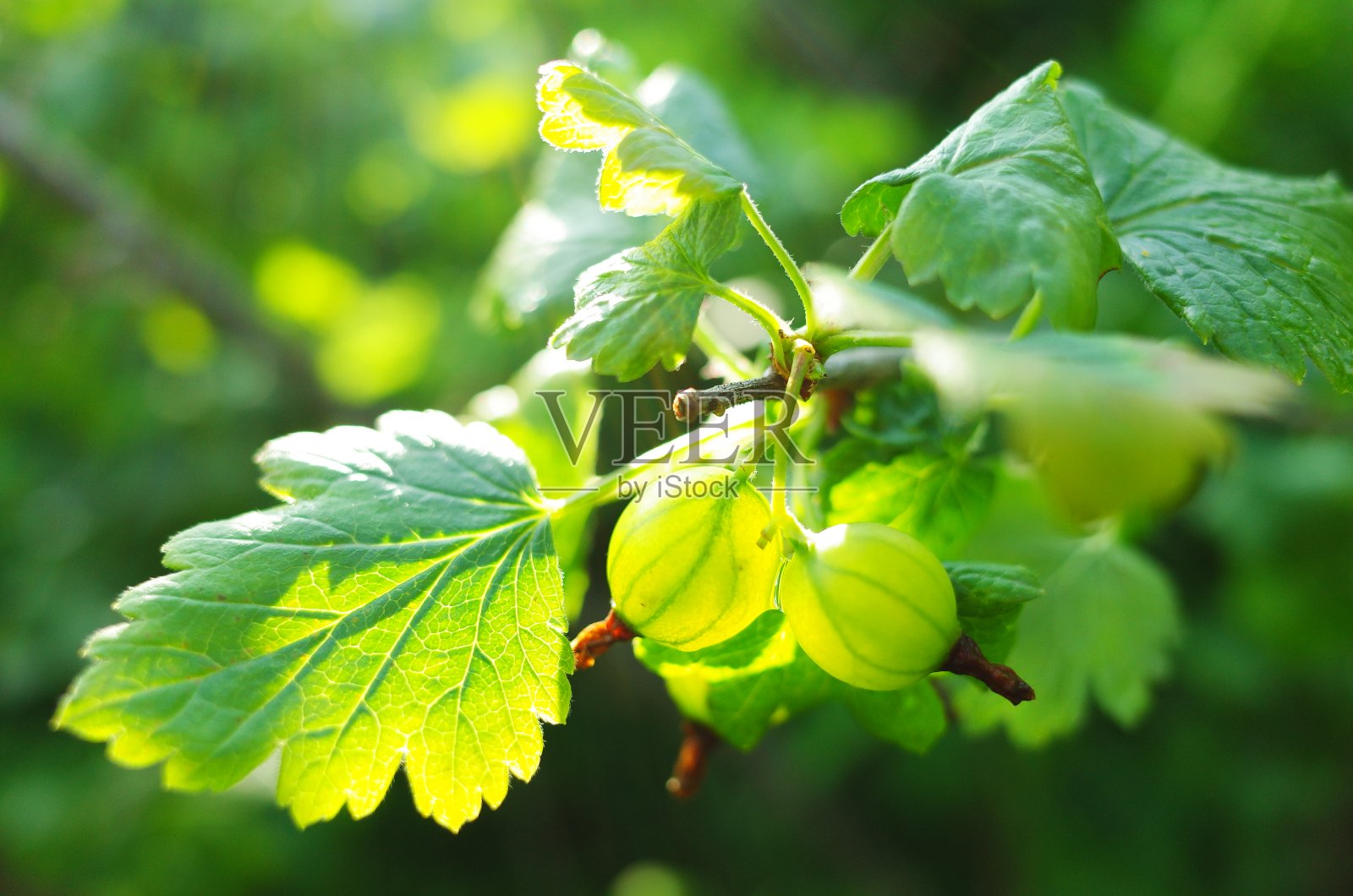 花园里醋栗的特写照片摄影图片