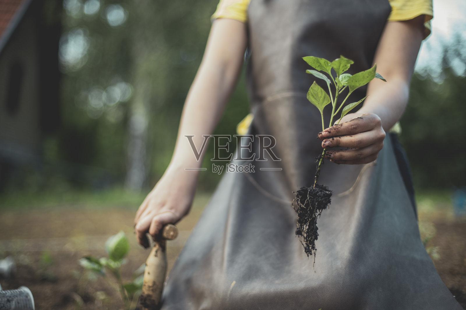 辣椒幼苗准备与土壤团聚照片摄影图片