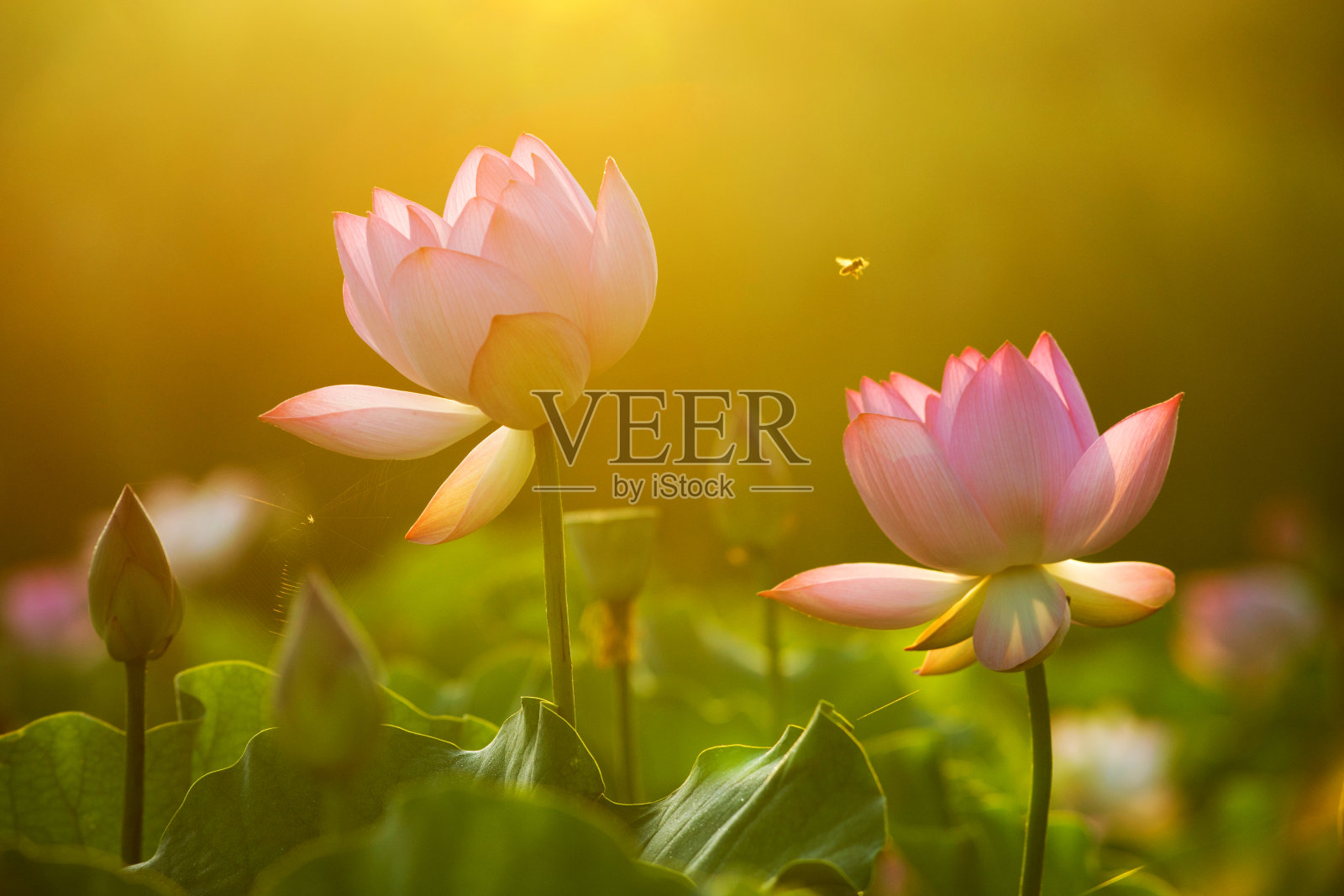 莲花照片摄影图片