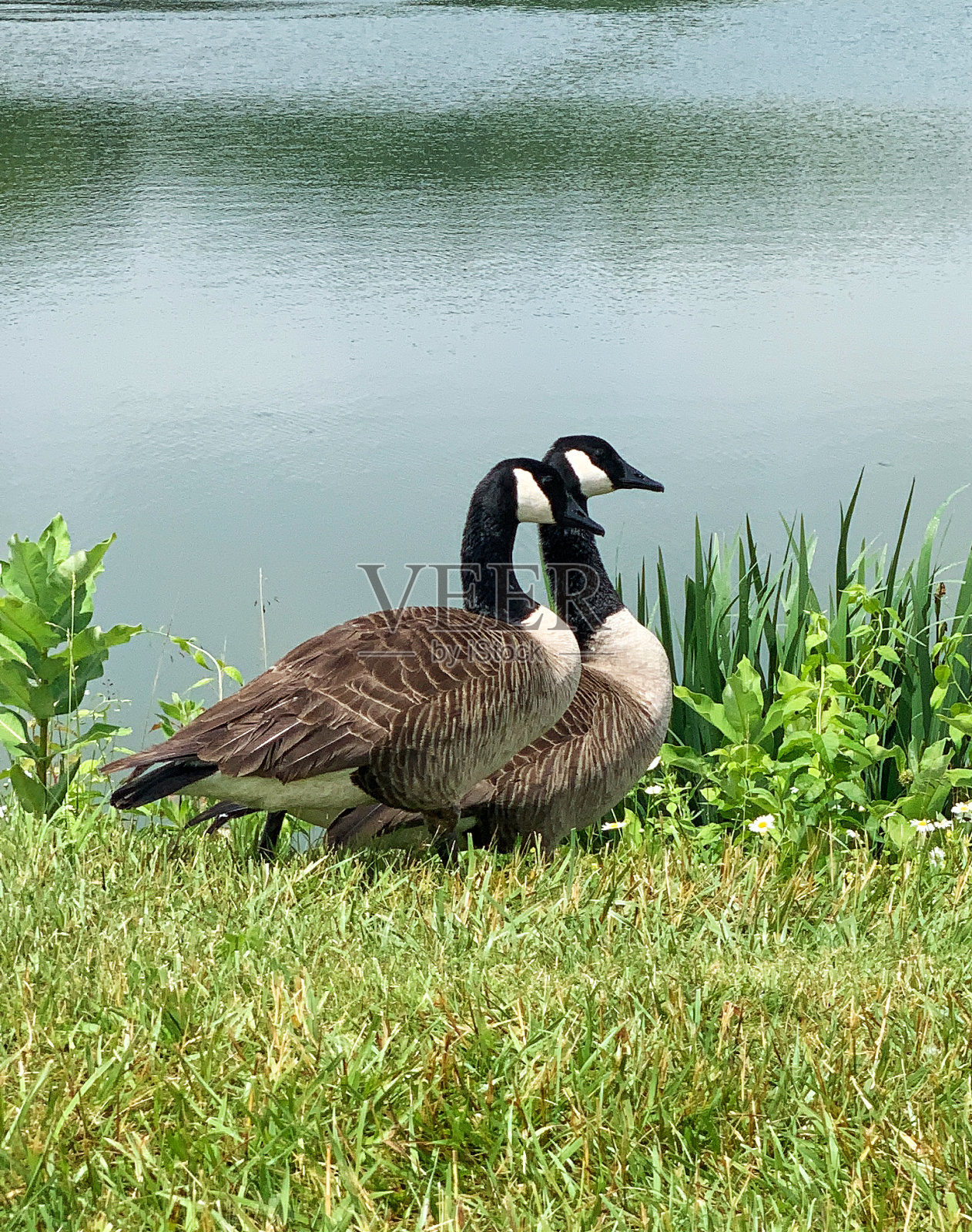 一对加拿大鹅在湖边散步照片摄影图片