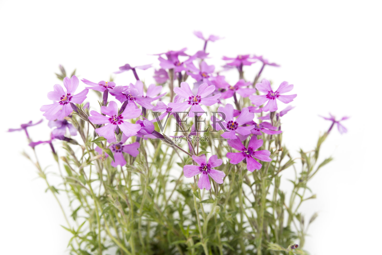 夏天，紫罗兰开在小草地上照片摄影图片