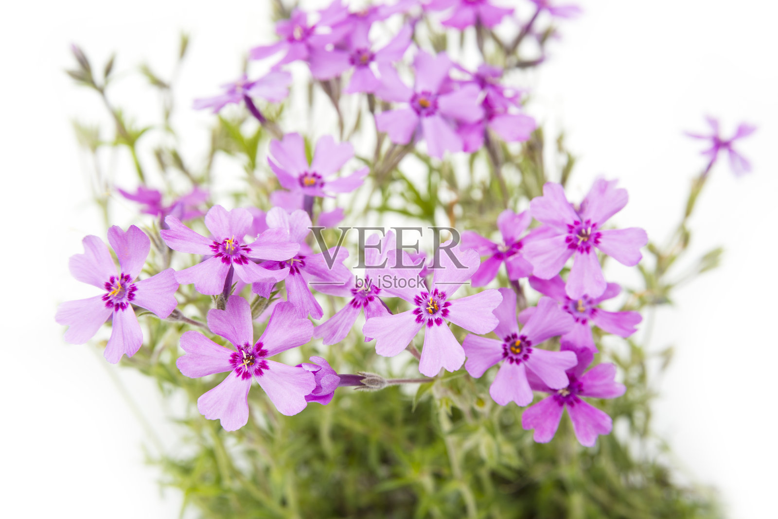 夏天，紫罗兰开在小草地上照片摄影图片