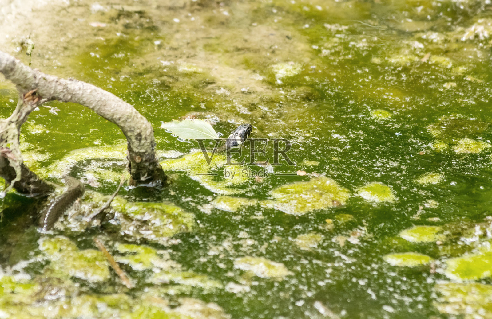 黑蛇在池塘里游泳照片摄影图片
