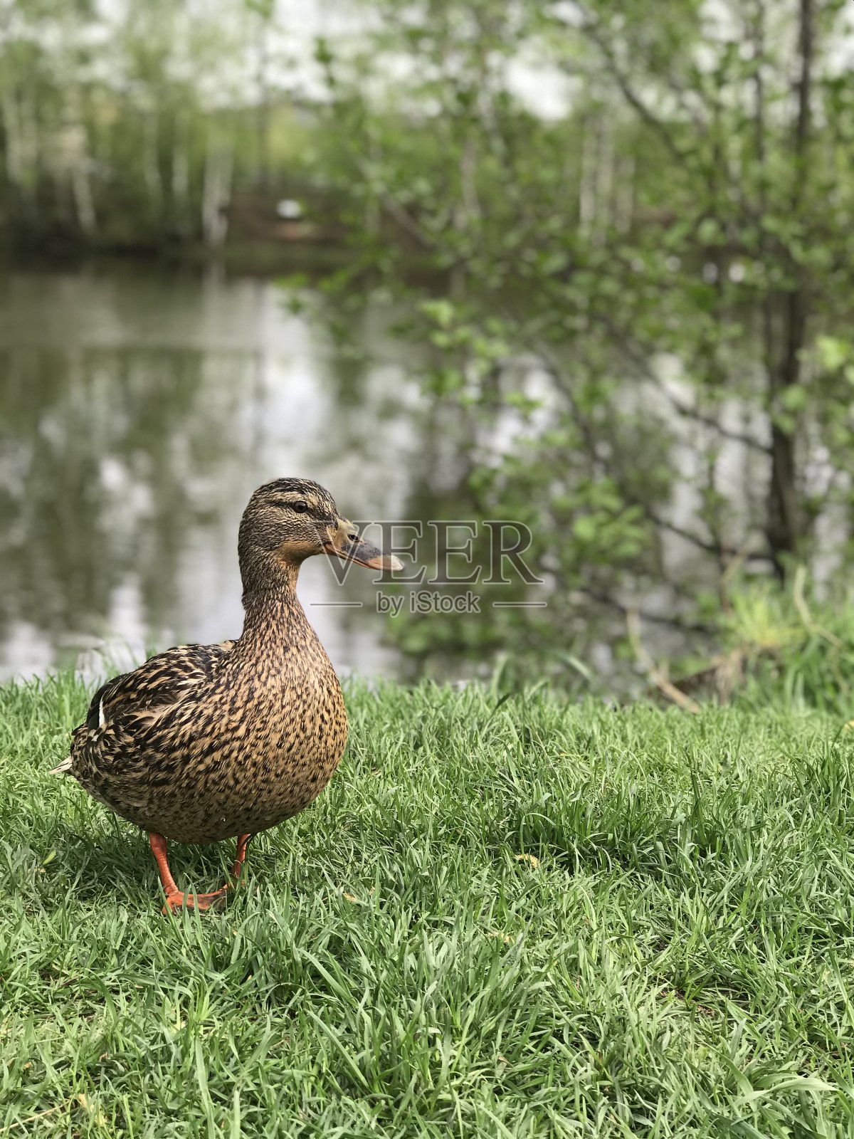 湖上的鸭子展现了大自然的美照片摄影图片