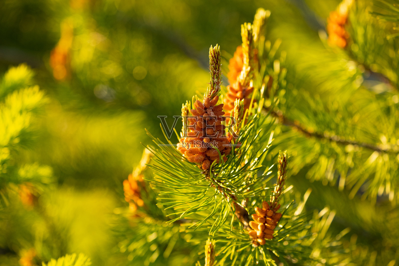 松花粉照片摄影图片