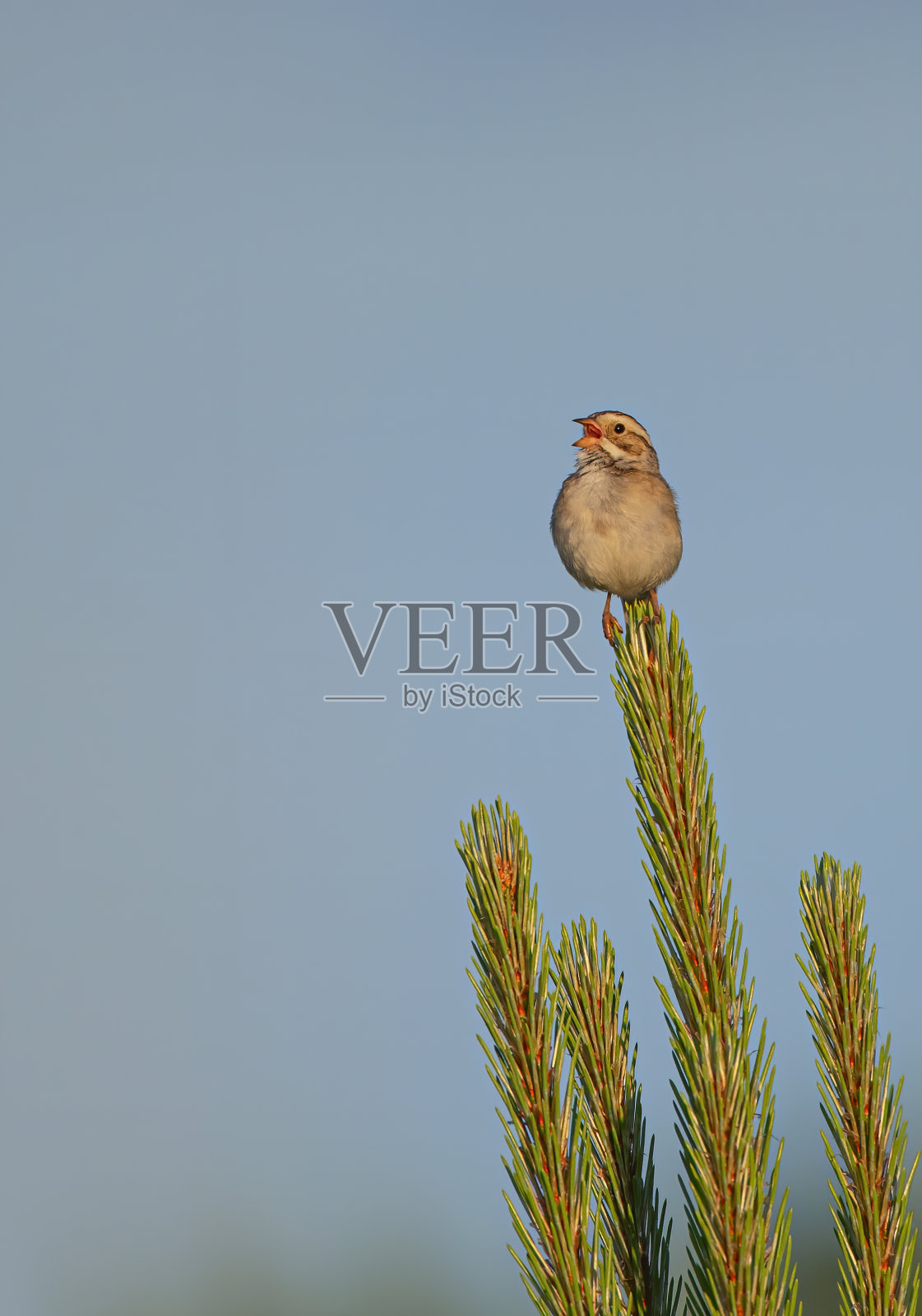 灰土色大麻雀歌唱照片摄影图片