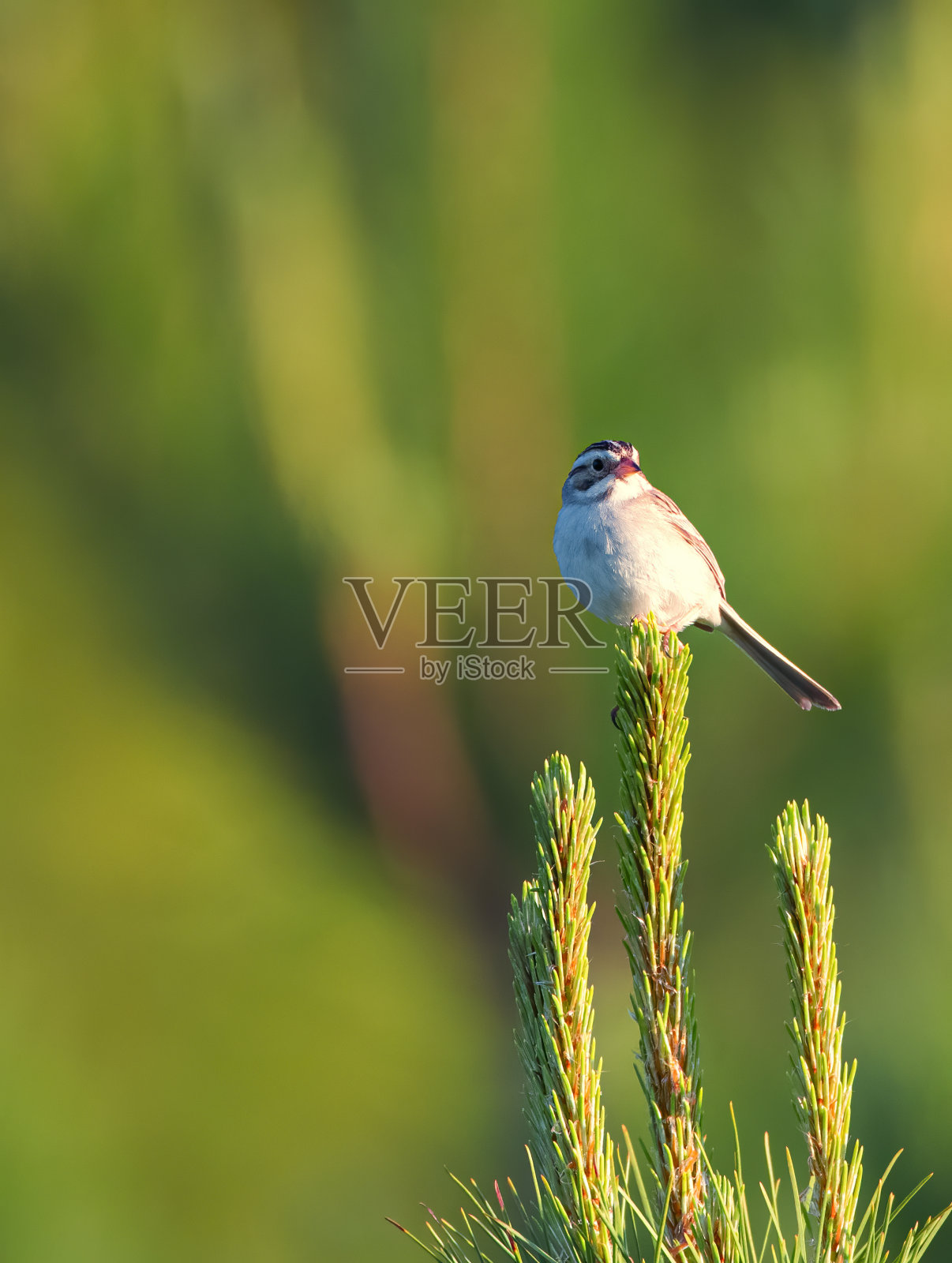 灰土色大麻雀照片摄影图片