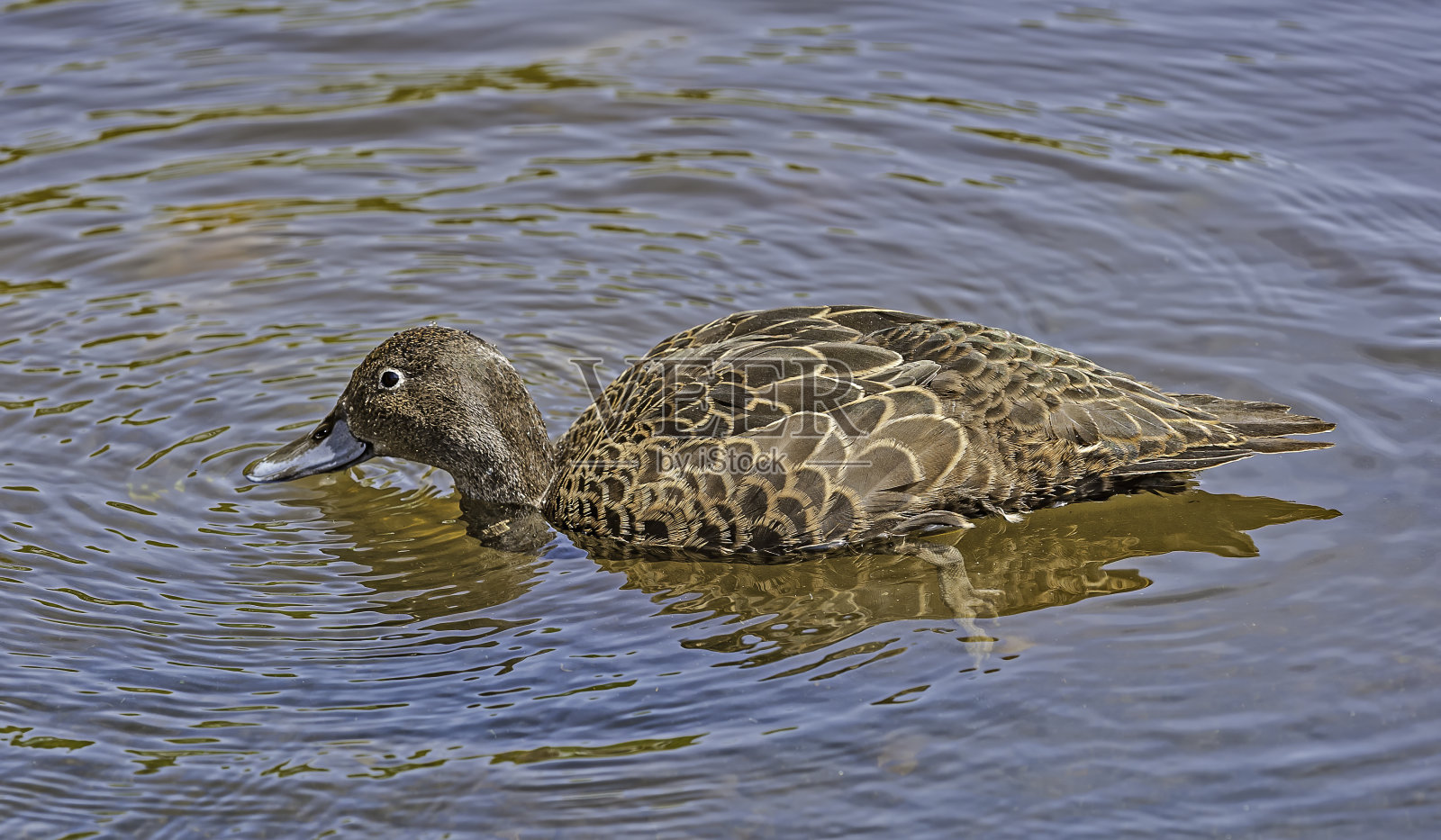 黄鸭(Anas绿鸭)或新西兰鸭，是一种涉水鸭属。Māori的名称是Pāteke。新西兰惠灵顿的225公顷森林的生物多样性正在恢复。照片摄影图片