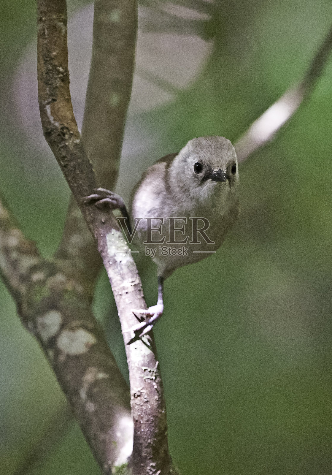 白头鸟(Mohoua albicilla)或Pōpokotea是新西兰特有的一种雀形目鸟类。它目前被归类于肿头鲸科，因此被认为是澳大利亚的哨子和不寻常的Pitohui的亲戚。好吧照片摄影图片