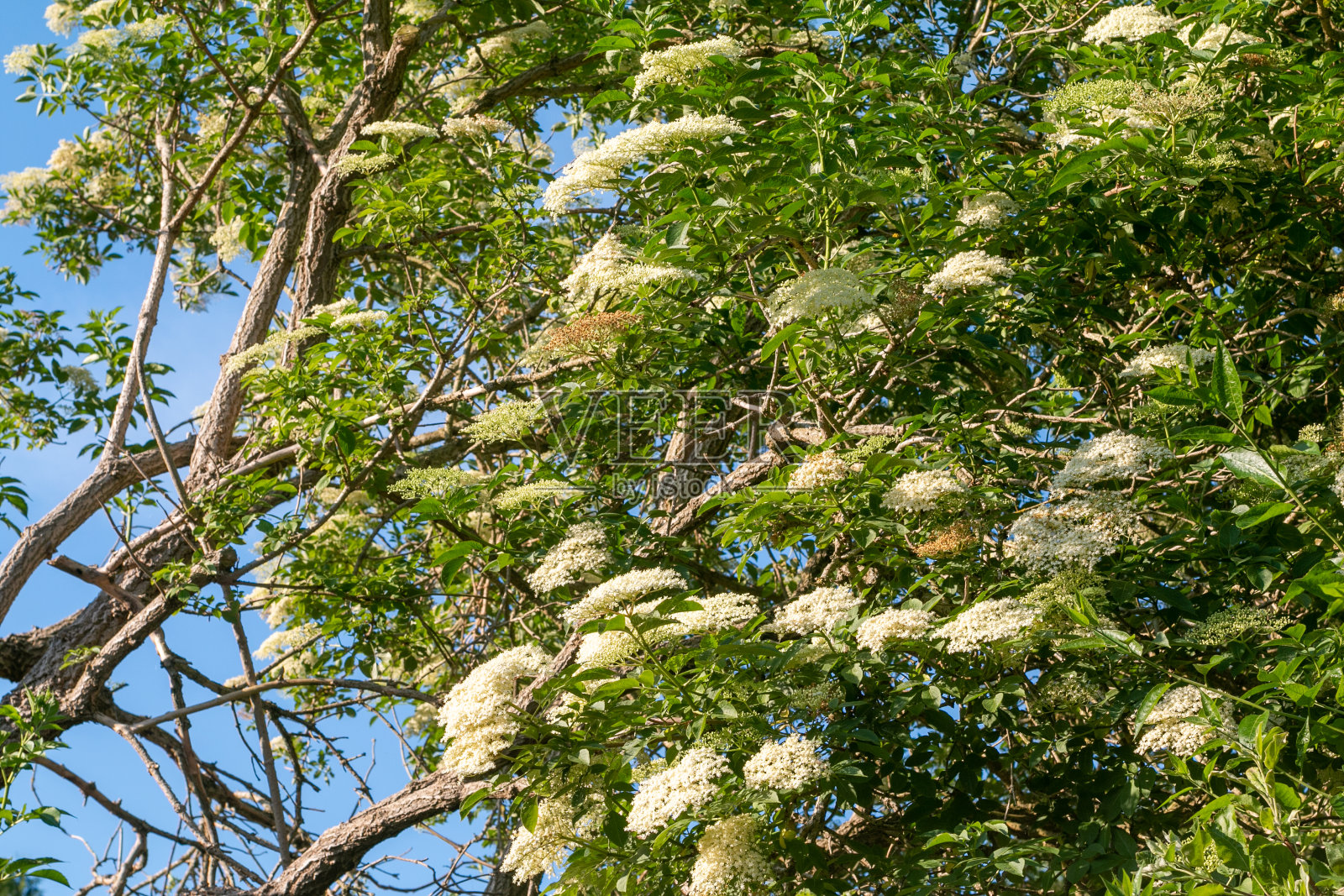 英格兰恩斯福德的sambuus Nigra照片摄影图片