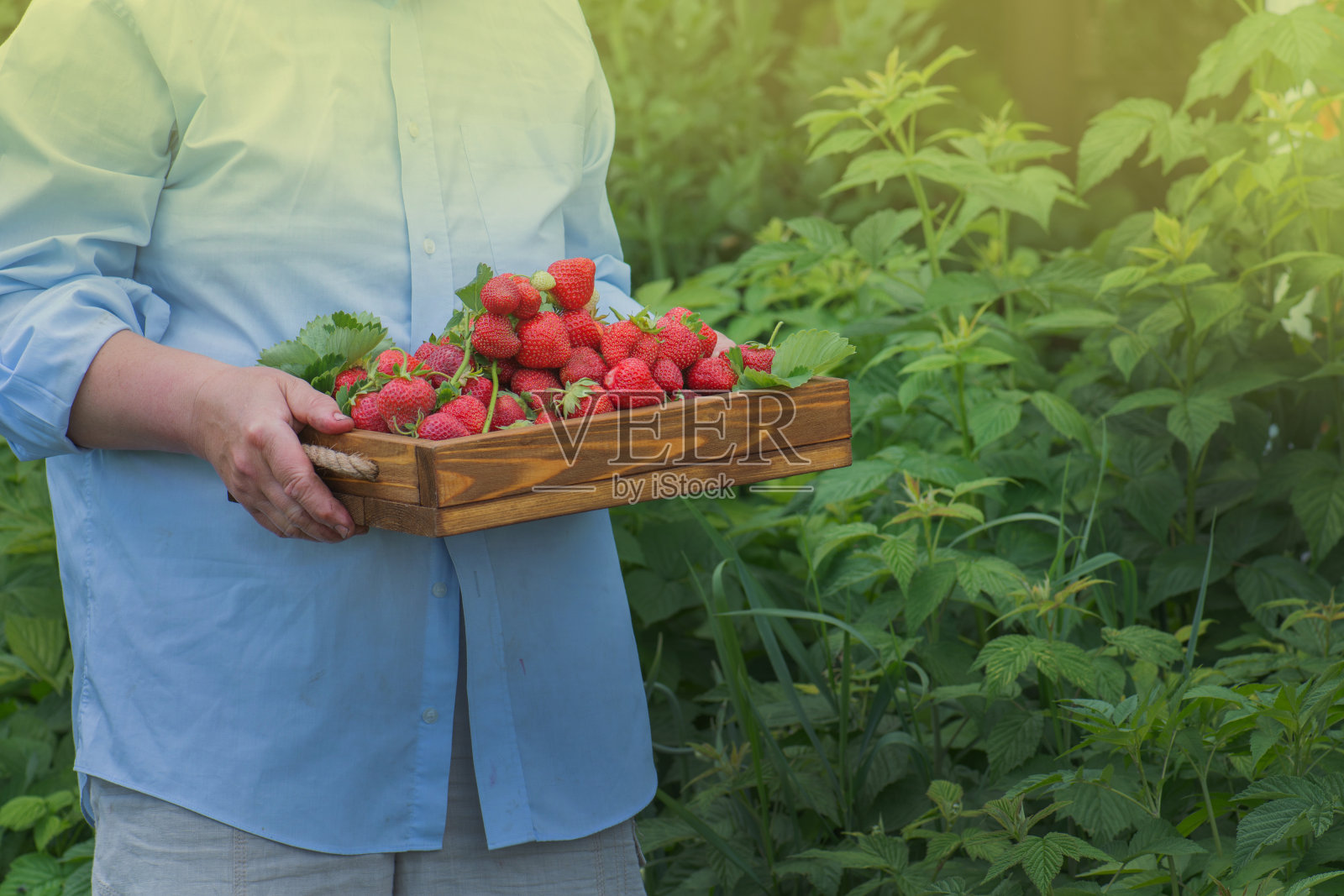 农民的手和有机草莓。农夫提着一个装满草莓的篮子照片摄影图片