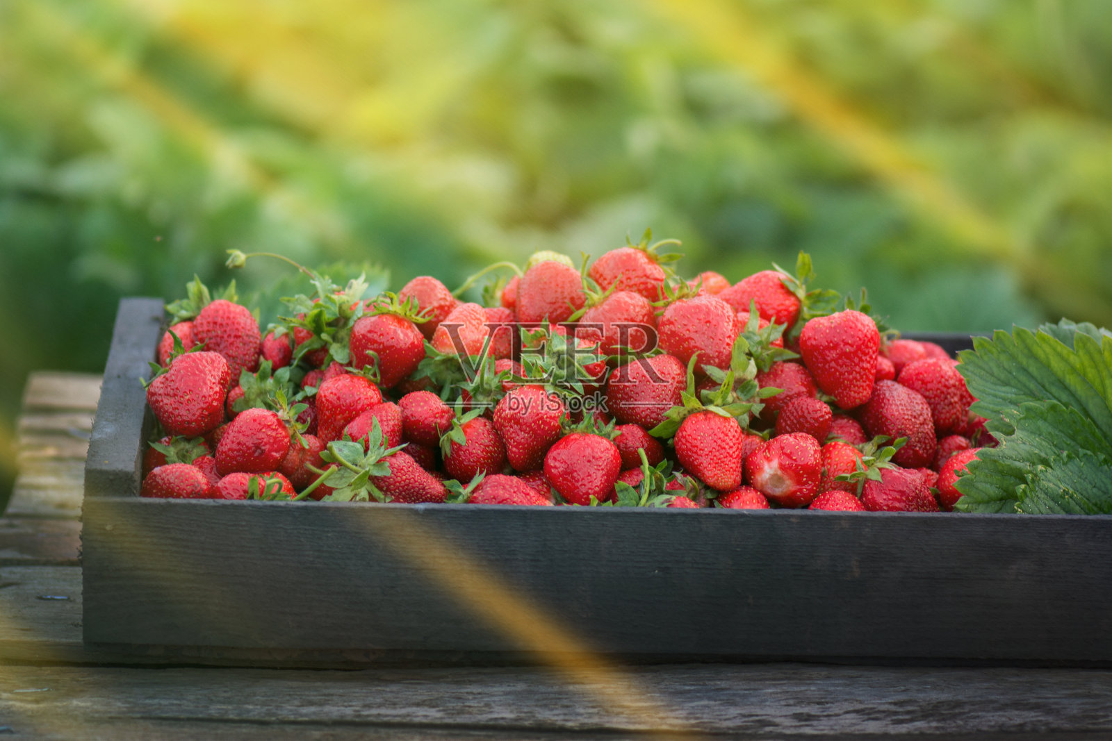 田野里的木箱里装着新鲜的草莓。一箱新鲜采摘的草莓照片摄影图片