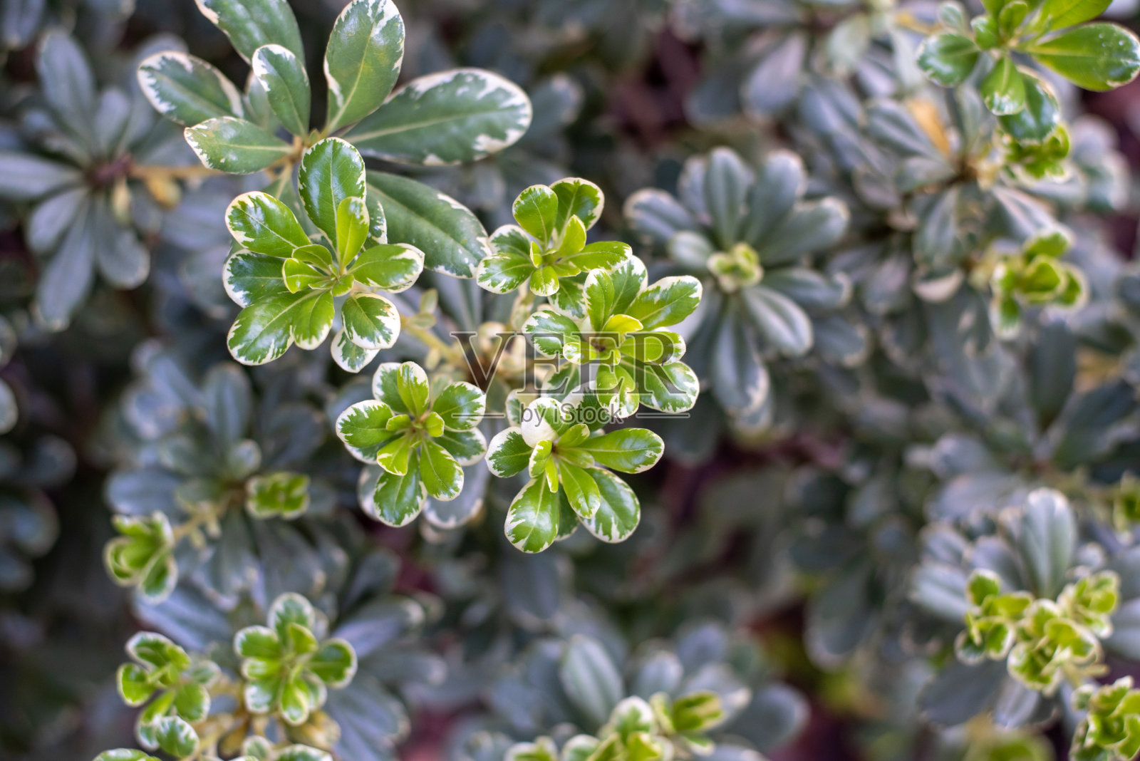 斑叶海桐照片摄影图片