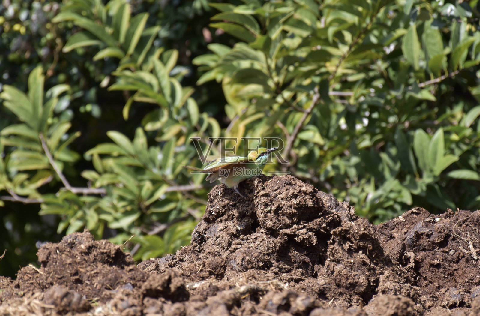 绿色的食蜂鸟照片摄影图片