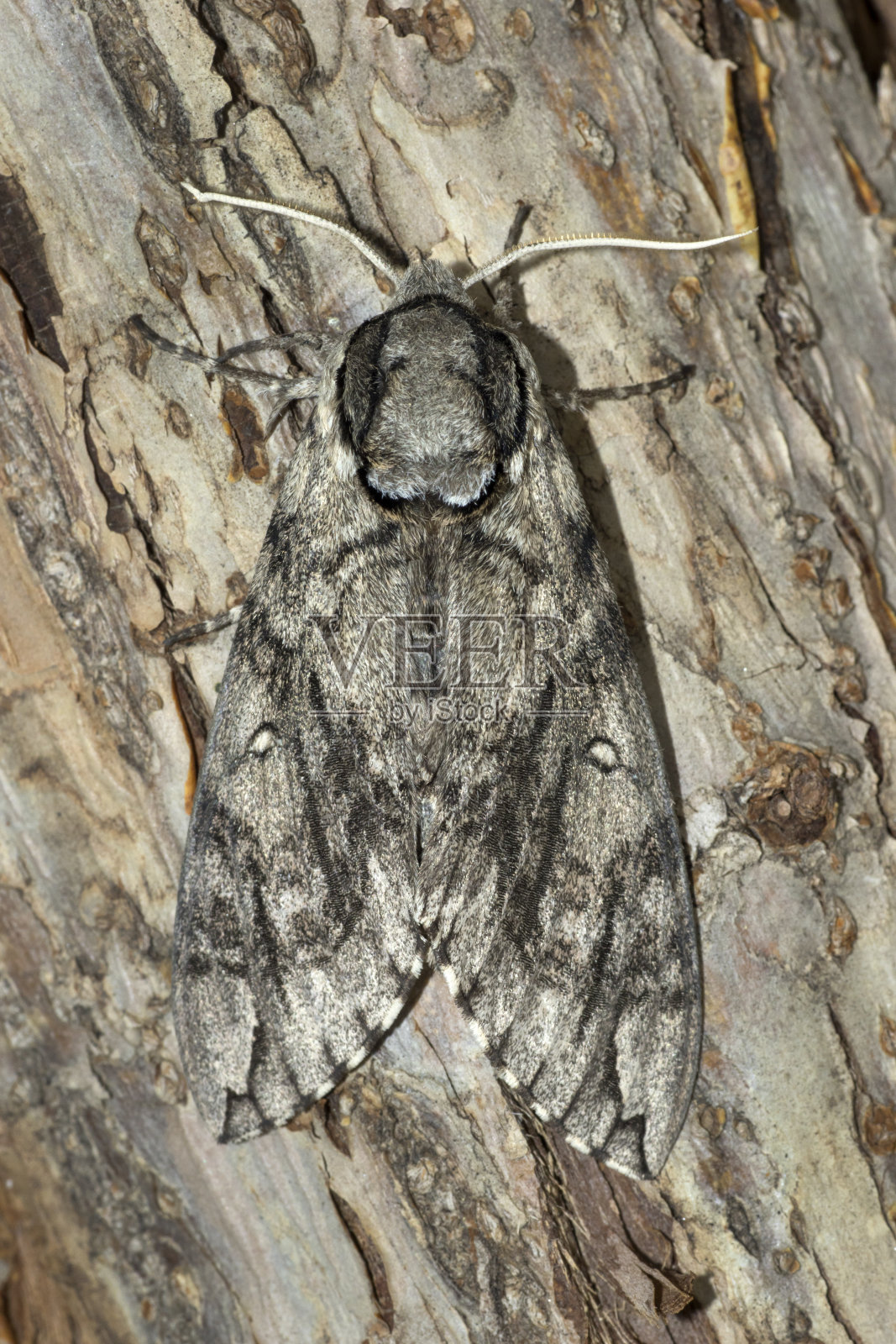 野生伪装波浪斯芬克斯蛾树树皮利特尔顿科罗拉多州照片摄影图片
