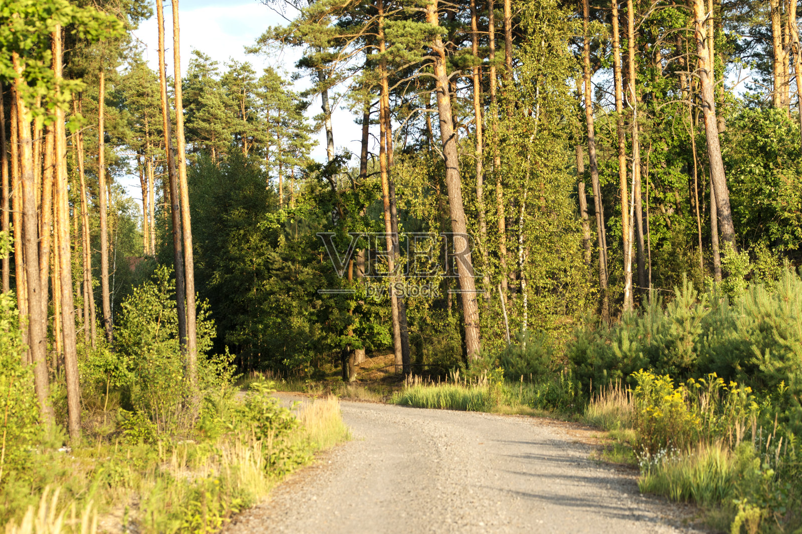 森林之路照片摄影图片