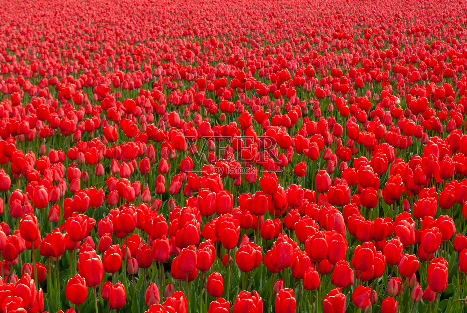 红色郁金香领域照片摄影图片